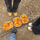 선교농장 | [여행]딸들이랑 제주도 여행(내돈내산)