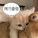 서형