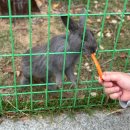 솔바람농장 | 울진 가볼만한 곳 : 아이와 함께 즐기는 동물농장 미니 놀이동산