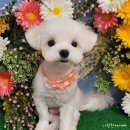 다정한 개아빠 이미지