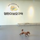 댕린이 보호구역 이미지