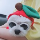 보니하니 | 가평 애견독체팬션 “보니하니애견팬션” 1박2일 후기