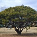 다복솔농장 이미지