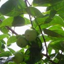 상태농장 이미지