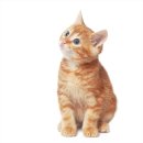 이프동물의료센터 이미지