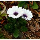 나라꽃 미니정원 이미지