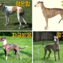 꼬리 흔드는 강아지 이미지