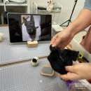 댕냥이 간식 공방 (8월) | [광진구/자양동] 양모펠트 반려견 키링 만들기 원데이클래스 후기 :: 안녕, 푸 양모펠트 공방