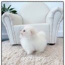 온퍼피 프리미엄 전주강아지분양 본점 | 운명 같은 만남을 했어요 온퍼피 강아지분양 전주본점 전주 강아지분양 후기