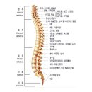 척추/골반/재활[척추 수술/시술 판정 및 재발하신 분 전문... 허리(목) 디스크, 척추 협착증..] & 보디빌딩(Body building) 1:1 맞춤 운동 & 주식 강의 전문 이미지