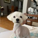 사랑스럽개 반려동물미용 이미지