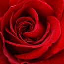 클로리스 이미지