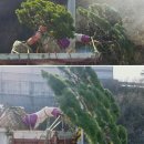 남해조경농원 네이버블로그