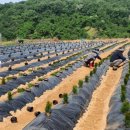 유계리 농장 이미지