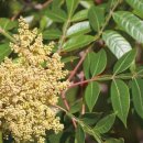 옻나무집 이미지