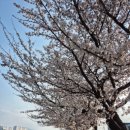 남대천제방길 이미지