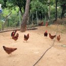 운호농장 이미지