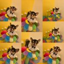 몽몽살롱 반려견 미용실 | 장모치와와 강아지 코코의 전체 클리핑 미용 후기 ❤️ 이천 애견 미용실 몽글살롱