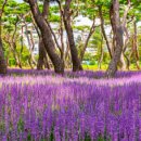 황성공원 이미지