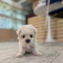 베이비멍 이미지