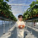 마리들농장 | 서울근교 딸기농장 체험 화성에서 온 딸기 40개월 아기 체험 후기