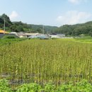 우명동 참기름마을 이미지