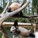 진정한 무림고수 후이바오🐼😳 이미지