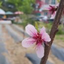 꾸지나무골 행복한 하우스 이미지