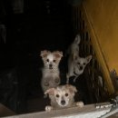 퍼피스테이 온수수영장 애견펜션 이미지