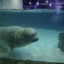 바다친구들 이미지