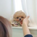 미유펫 강아지분양 고양이분양 부천점 이미지