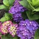 안성리-5 이미지