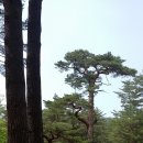 금강송민박