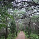 오랍드리 | [삼척 산책로 추천] 삼척종합운동장 뒤 광진산 소나무 숲길, 아들과 함께 다녀온 주말 힐링 산책 후기!