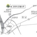 [고규홍의 나무와 사람이야기] (2) 논산 성동 개척리 전우치 은행나무﻿ 이미지