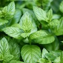 페퍼민트 이미지