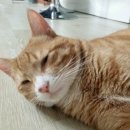오빠투어 이미지