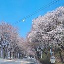 북한강 양수리에서 벚꽃 길 22km 청평 댐까지 ~~ 이미지