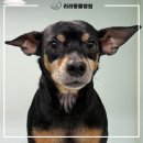 리라동물병원
