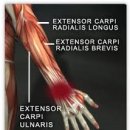 장요측 수근 신근 (extensor carpi radialis longus ) 이미지