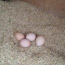 유나네 자연숲 농장 이미지