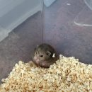 햄토리 군단 | 우리 집 새 식구 골든 햄스터 블랑이와 탄밤이 입양 일기