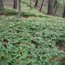 고지농장 이미지