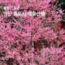 양산 통도사 매화 트레킹 (통도사 홍매화-서운암) 이미지