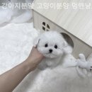 강아지분양 고양이분양 멍앤냥 수원점 네이버블로그