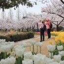 벚꽃과 튤립의 환상적인 조화 : 김해 연지공원 이미지