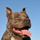 이천동물의료센터 이미지