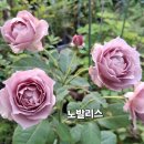노발리스