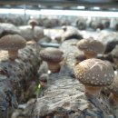 박상윤농장 이미지