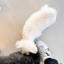 애견카페 제니콩콩 이미지